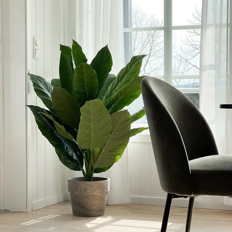 Herrväxt Spathiphyllum 105 cm