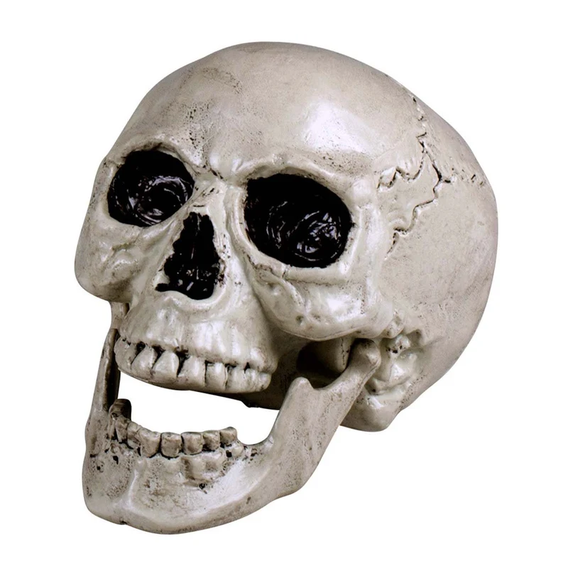 Dödskalle, Maxilla 17x17x24 cm