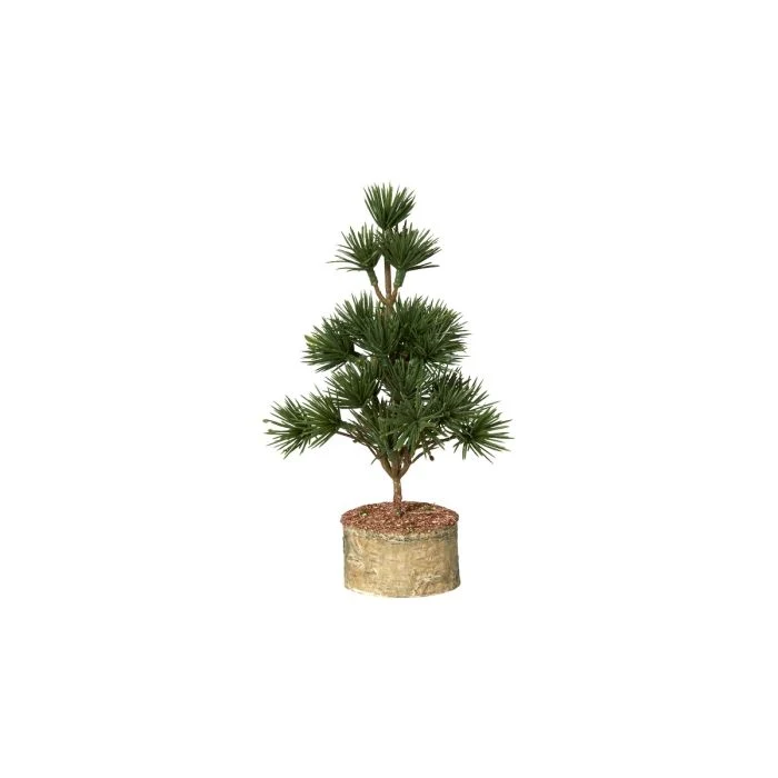 Cederträd med fot 22 cm högt