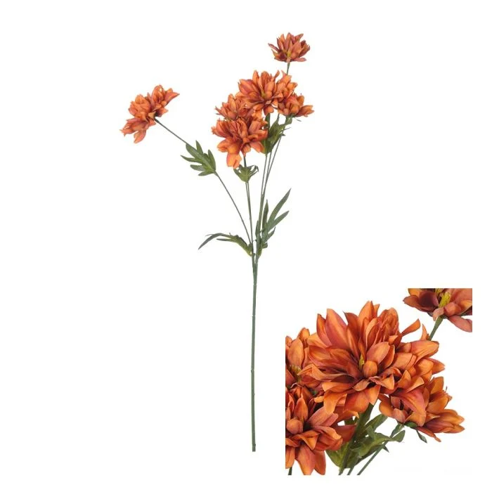 Blomstjälk Krysantemum rost
