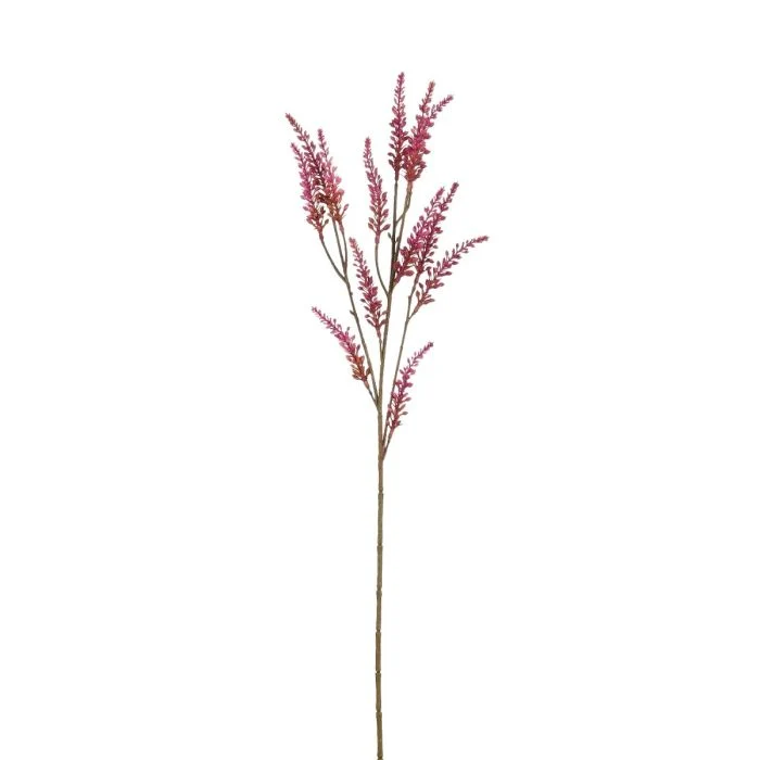 Höstljung stjälk fuchsia