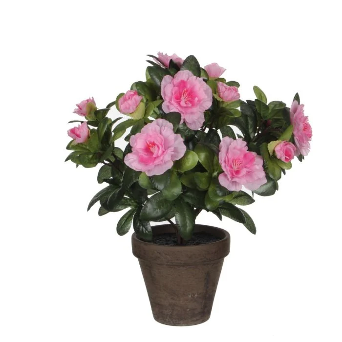 Azalea rosa 27 cm hög