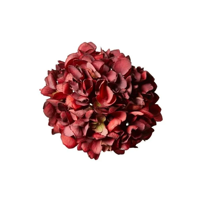 Blomhuvud med klämma hortensia mörkröd