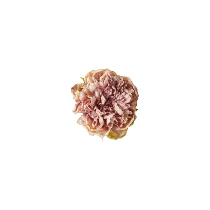 Ljusrosa pionhuvud