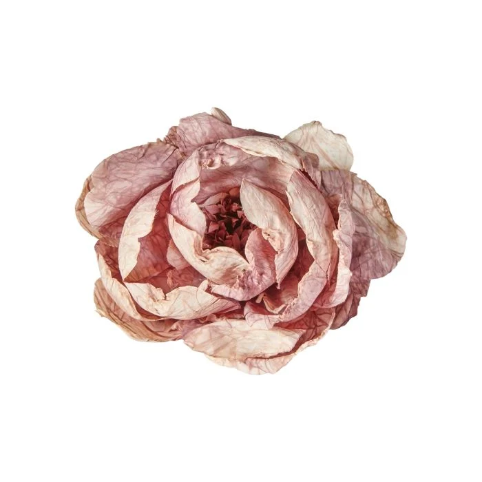 Blomhuvud med klämma pion ljuslila