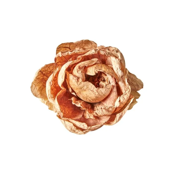 Blomhuvud med klämma pion dammig rosa