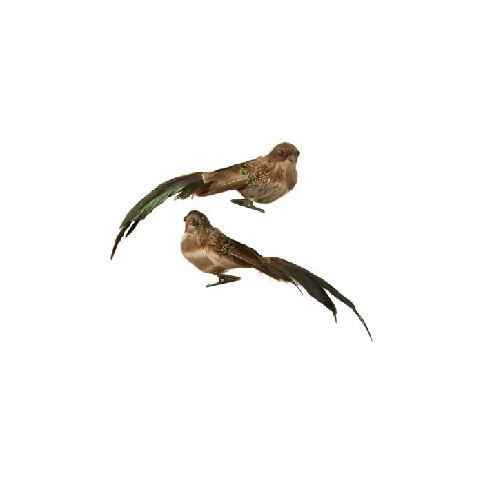 Fågel på klämma bruna färger