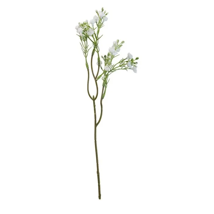 Slöjblomma blomstjälk