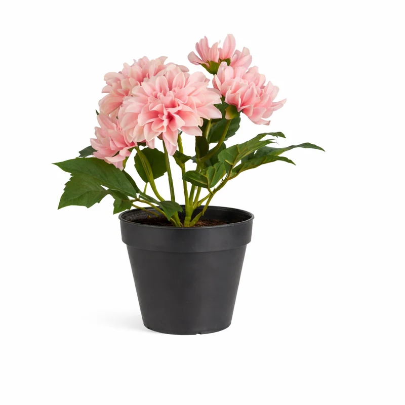 Dahlia med 5 blommor i kruka