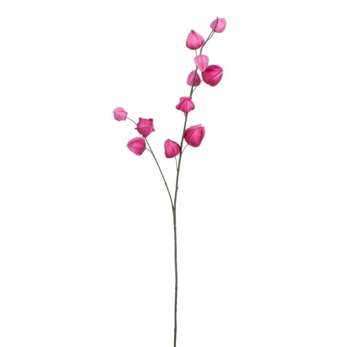 Kinesiska lyktor fuchsia