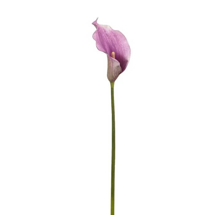 Calla blomstjälk mauve