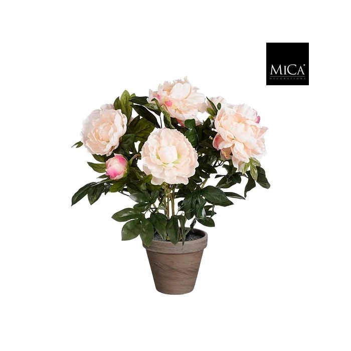 Pion laxfärgad 50 cm hög