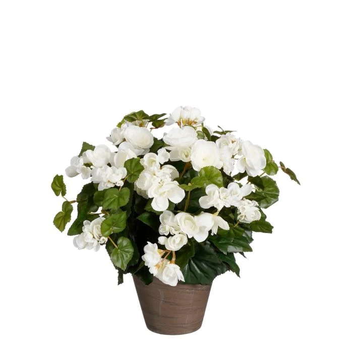 Begonia vit 37 cm hög