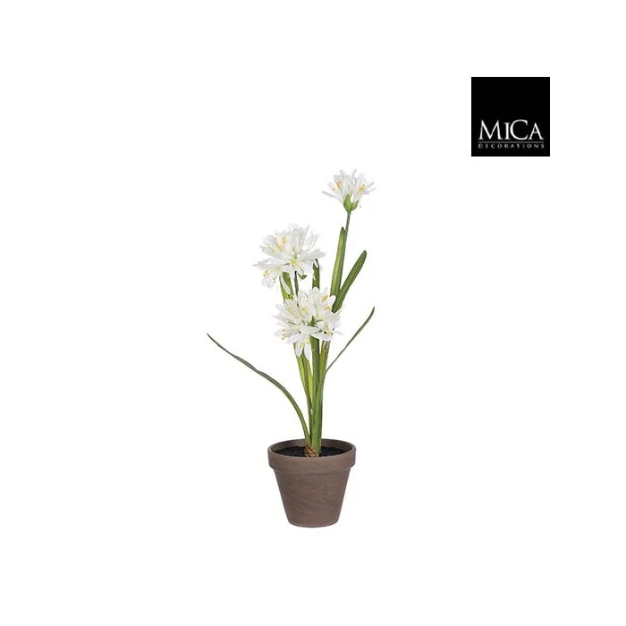 Skärmlilja vit 45 cm hög