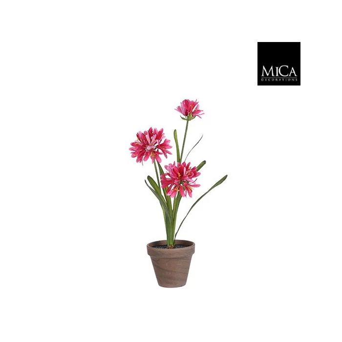 Skärmlilja rosa 45 cm hög