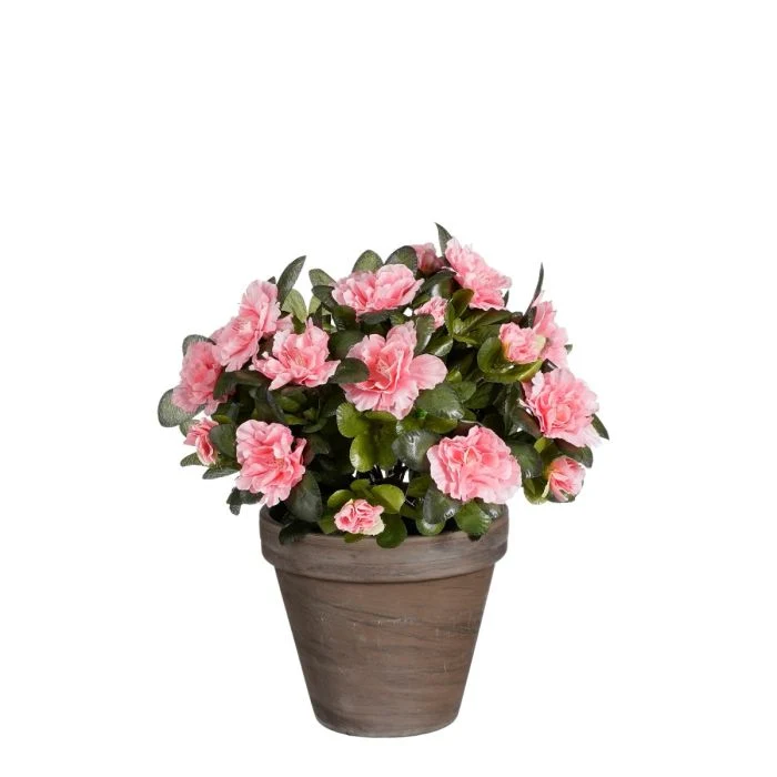 Azalea laxfärgad 31 cm hög