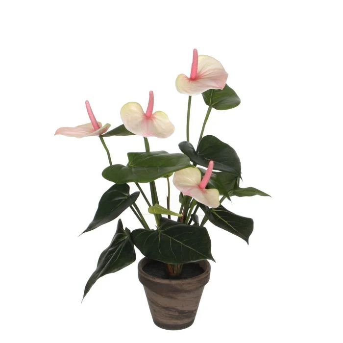 Anthurium flamingoblomman rosa 40 cm hög