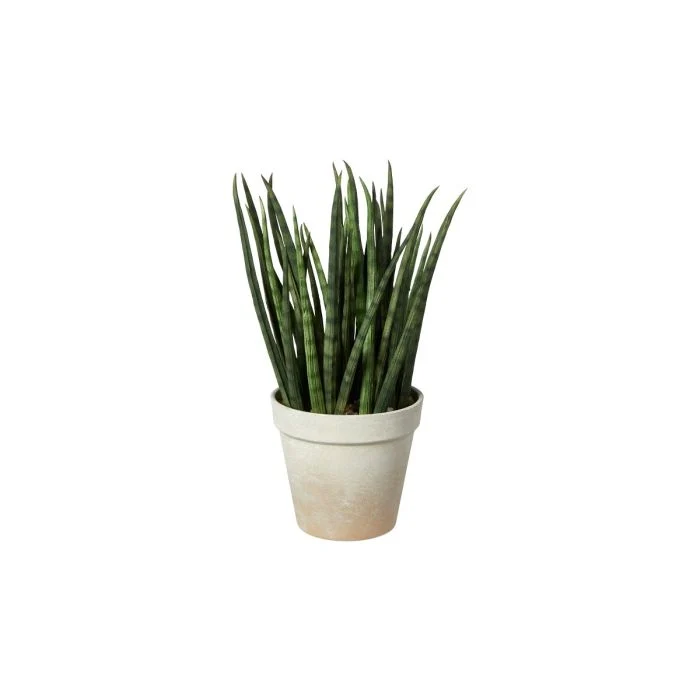 Agave i kruka