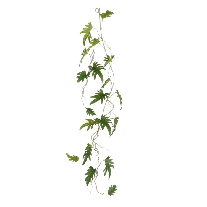 Philodendron xanadu-ranka 115 cm lång