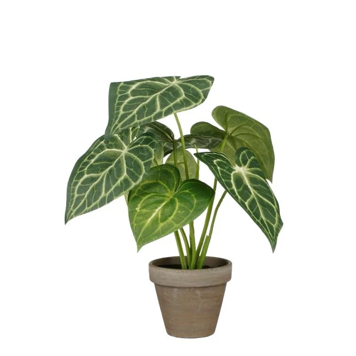 Caladiumplanta 28 cm hög