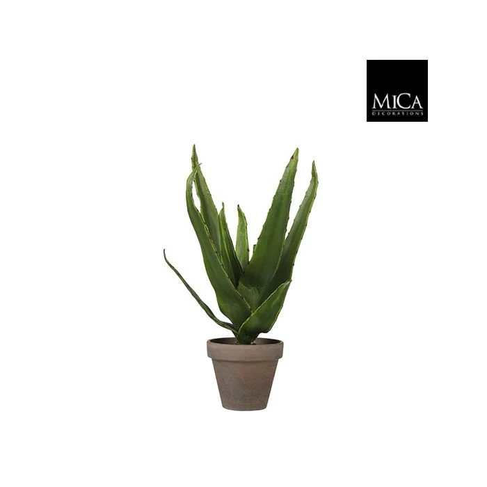 Aloe vera 30 cm hög