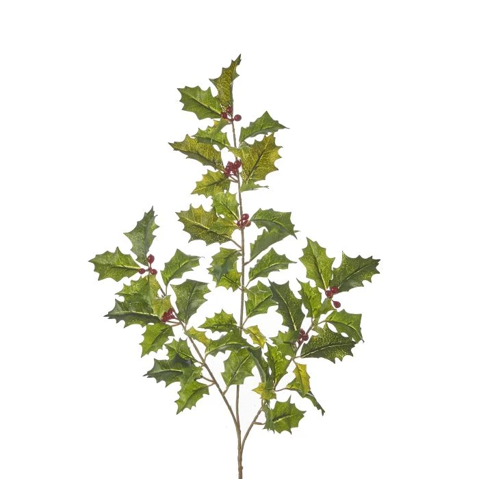Hagtornsgren 50 cm hög