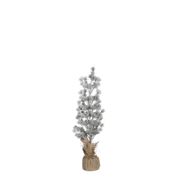 Lärkträd med lätt frost 55 cm högt
