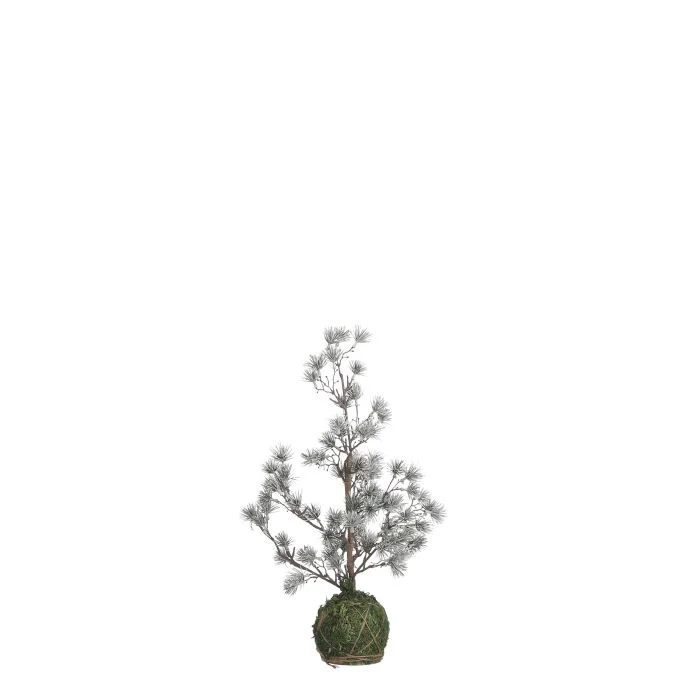 Lärkträd med lätt frost 45 cm högt