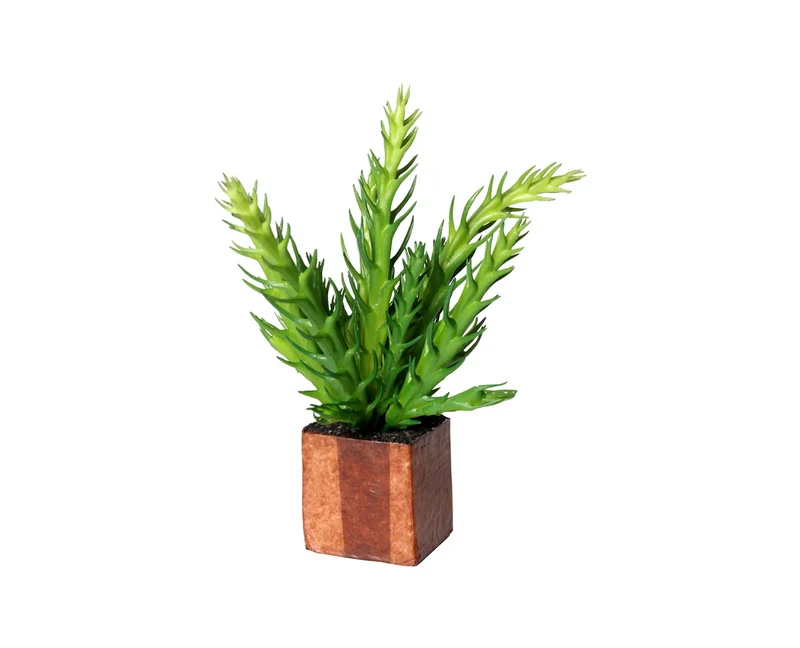 Kub Euphorbia Cactus