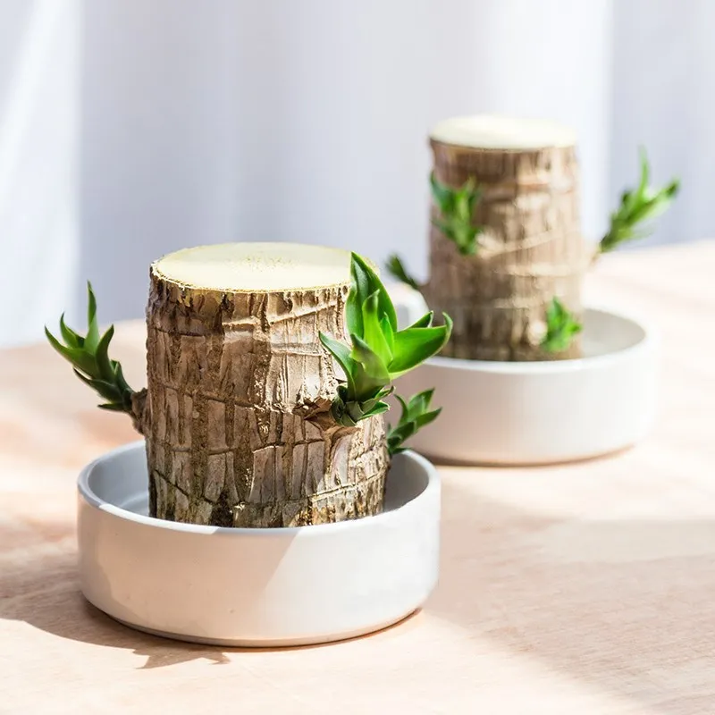 Terrarium Lyckligt Trä